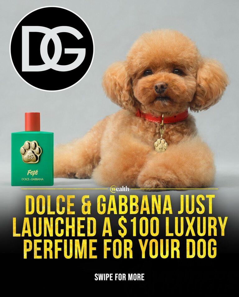 Dolce and Gabbana launch perfumes for dogs